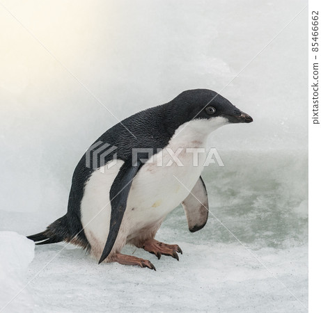 Adelie Penguin, juvenile on ice, Paulet island, Antarctica Adelie Penguin, juvenile on ice, Paulet island, Antarctica 85466662