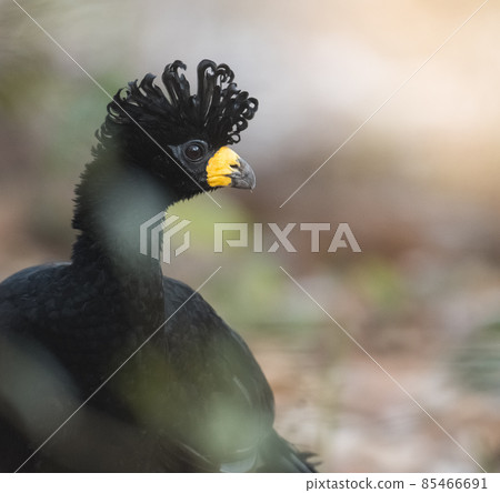 Bare faced Curassow, in a jungle environment, Pantanal Brazil Bare faced Curassow, in a jungle environment, Pantanal Brazil 85466691