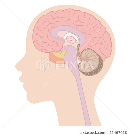 Human body_brain_no letters 85467018