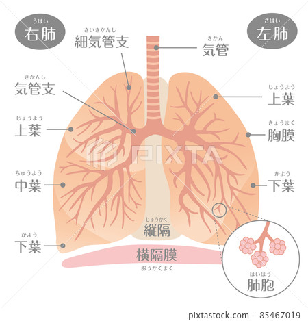 There is a human body (lung) character 85467019