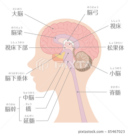 Human body_brain_characters 85467023