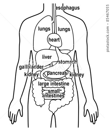 Human body (organs/organs) English - Stock Illustration [85467055] - PIXTA