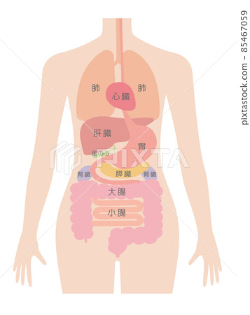 人體（器官和內臟器官） 85467059