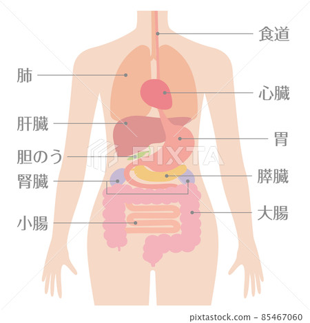 人體(器官/器官)特徵 人體(器官/器官)特徵 85467060