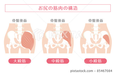 Human body_buttock muscles 85467084