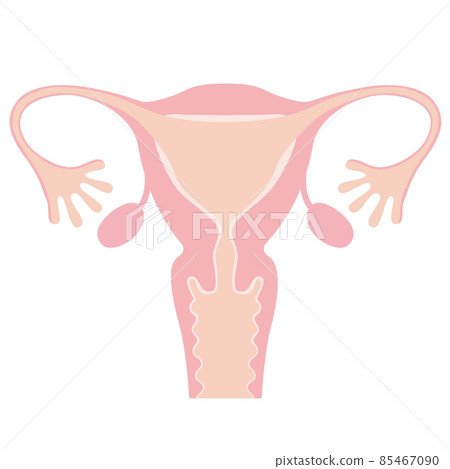 Uterus illustration_no letters Uterus illustration_no letters 85467090