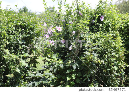 Mukuge flower that blooms in the morning in midsummer and deflate in the evening 85467571