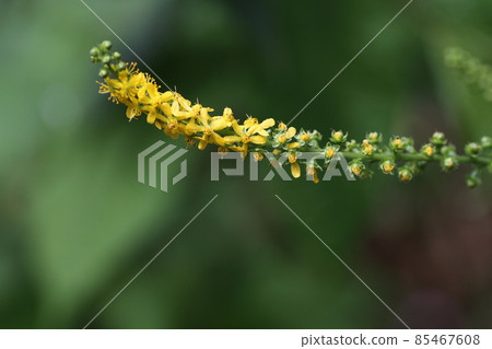 A small yellow Agrimony that blooms in the mountains in midsummer A small yellow Agrimony that blooms in the mountains in midsummer 85467608