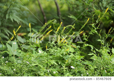 A small yellow Agrimony that blooms in the mountains in midsummer 85467609