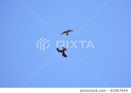 Aerial battle between falcons and black kites 85467644