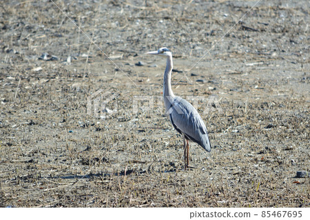 Gray heron Gray heron 85467695