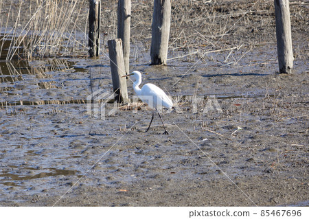 Daisies of waterside Daisies of waterside 85467696