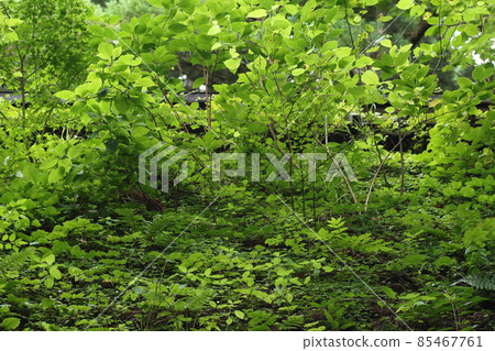 草木茂盛的老茅草屋頂戶隱神社瑞神門的屋頂 85467761