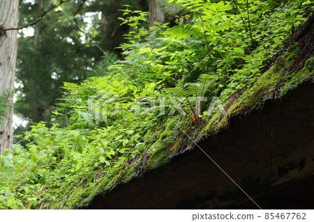 An old thatched roof with abundant plants, the roof of the Togakushi Shrine Zuijin Gate An old thatched roof with abundant plants, the roof of the Togakushi Shrine Zuijin Gate 85467762