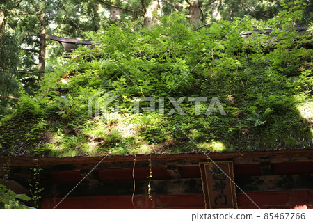 草木茂盛的老茅草屋頂戶隱神社瑞神門的屋頂 草木茂盛的老茅草屋頂戶隱神社瑞神門的屋頂 85467766