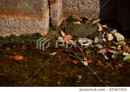 Ogawa: Gray wagtail Ogawa: Gray wagtail 85467985