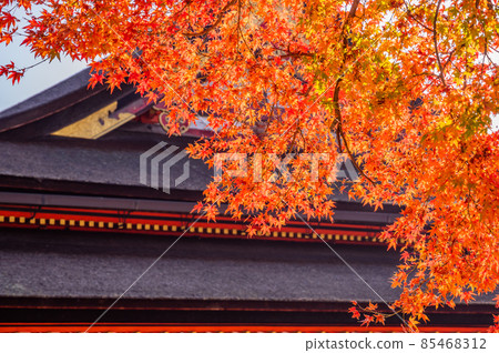 Large maples in the precincts of the shrine, shrines where the autumn leaves shine, bright red autumn leaves and the roof of the shrine, beautiful autumn leaves, autumn leaves that feel Japanese 85468312