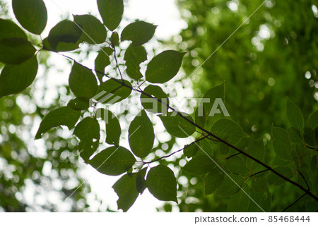Leaves, silhouettes, forests, branches Leaves, silhouettes, forests, branches 85468444