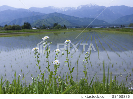 Wild grass blooming in the ridges of the mountain village after rice planting Wild grass blooming in the ridges of the mountain village after rice planting 85468886