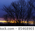Early winter morning, the sunrise gradation that fills the trees 85468903