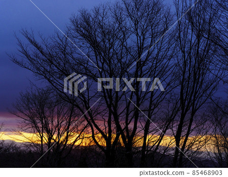 初冬的早晨，充滿樹木的日出漸變 85468903