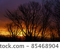 Early winter morning, the sunrise gradation that fills the trees 85468904