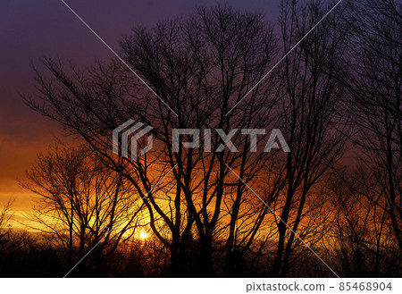 初冬的早晨,充滿樹木的日出漸變 初冬的早晨,充滿樹木的日出漸變 85468904