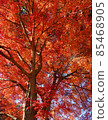 A large tree of autumn leaves that fills the field of vision red 85468905