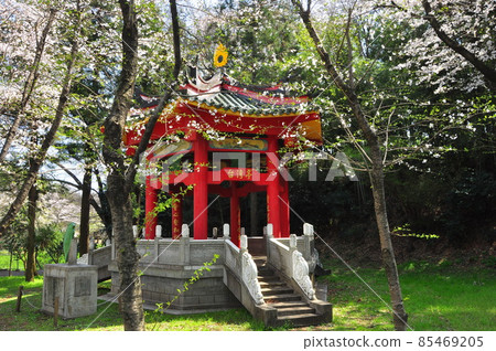 大和市親愛之森台灣亭、盛開的櫻花和信息板 大和市親愛之森台灣亭、盛開的櫻花和信息板 85469205
