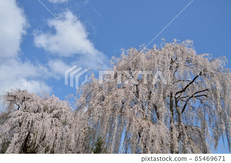 Azumino in spring, cherry blossoms in full bloom Azumino in spring, cherry blossoms in full bloom 85469671