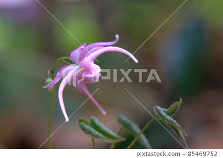 Spring flowers 85469752