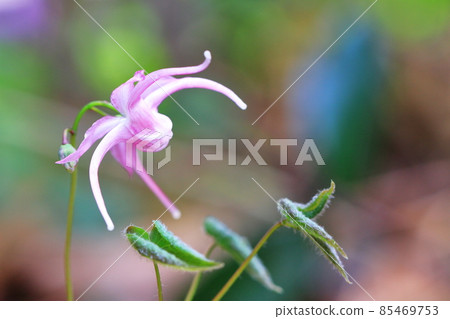 Spring flowers Spring flowers 85469753