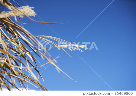 秋天，日本蒲葦，蒲葦，耳朵，向上，藍天，好天氣 85469860