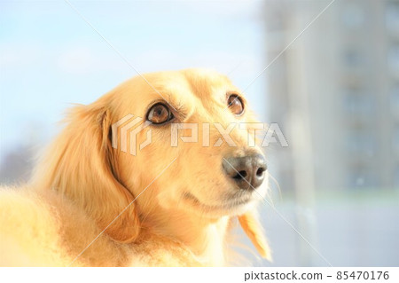 Windowside miniature dachshund 85470176