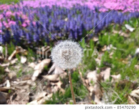 在期待已久的春天宇宙開花 85470290