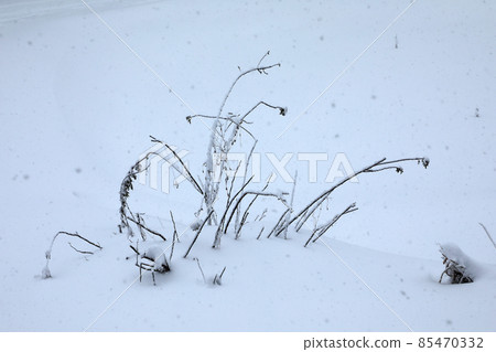 福島縣只見町，在大雪的冬天，被埋在雪中的玫瑰枝上下雪。 85470332