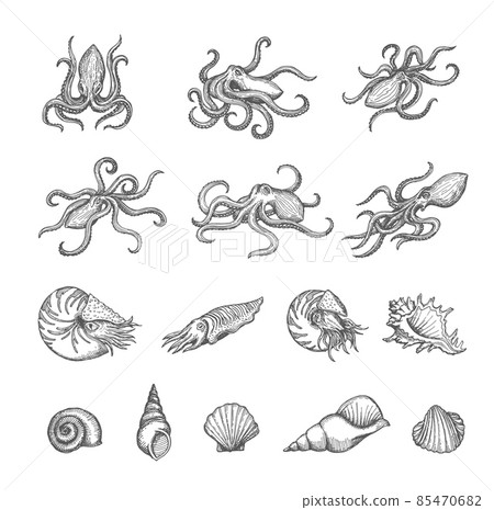 Octopus, cuttlefish and seashell sketches of shellfish and mollusk vector design. Vintage sea animal and shell, marine snail, clam, conch and scallop isolated hand drawn sketches, ancient map elements Octopus, cuttlefish and seashell sketches of shellfish and mollusk vector design. Vintage sea animal and shell, marine snail, clam, conch and scallop isolated hand drawn sketches, ancient map elements 85470682