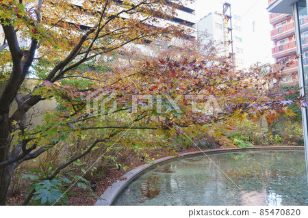Garden pond autumn leaves 85470820