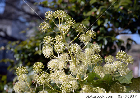 Paperplant flower Paperplant flower 85470937