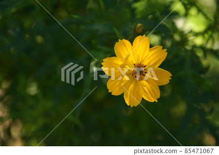 Kibana 宇宙 85471067