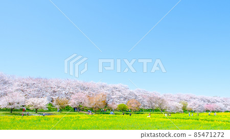 Gyodo神社 85471272