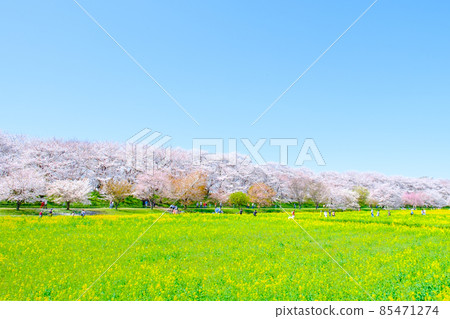 Gyodo神社 85471274