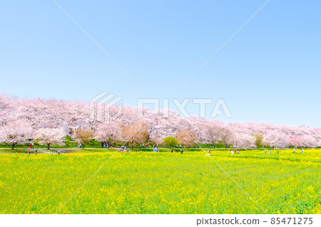 Gyodo神社 85471275
