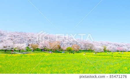 Gyodo神社 85471276
