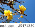 Japanese allspice 3_2022 85471280