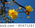 Japanese allspice 4_2022 85471281
