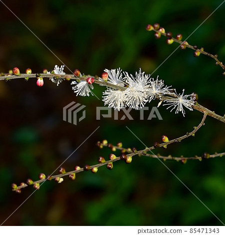 Sarashina Shuma 85471343