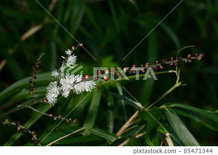 Sarashina Shuma 85471344