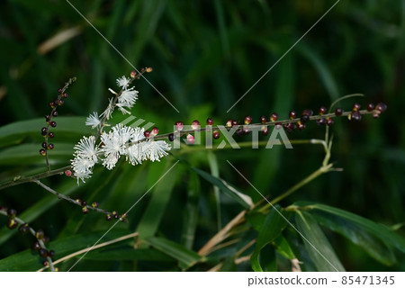 Sarashina Shuma 85471345