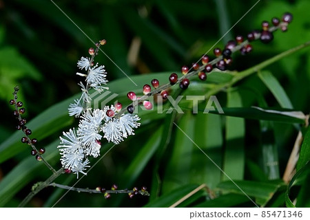 Sarashina Shuma 85471346